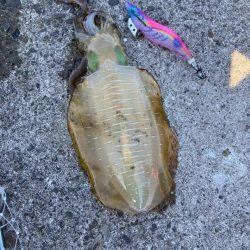 ゲキシブの中の一杯