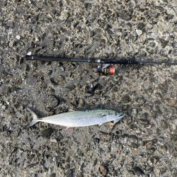 泉佐野一文字!!