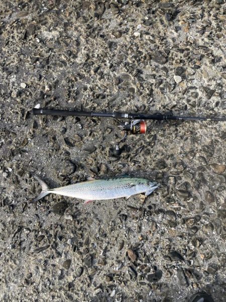 泉佐野一文字!!