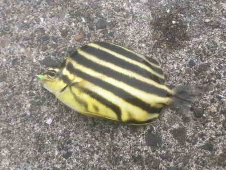 エサ取りに悩まされて