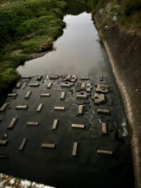 やっとこナマズさん