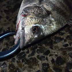 激渋の中粘って釣ったチヌ!