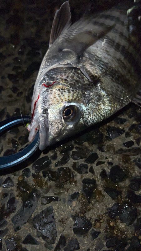 激渋の中粘って釣ったチヌ!