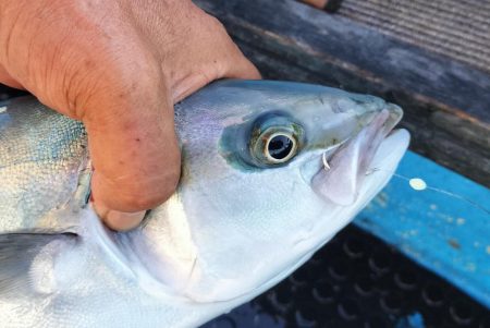 ヒラマサ釣り！