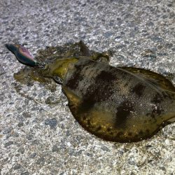 爆風の中苦手なナイトエギングで良型アオリイカゲット♪