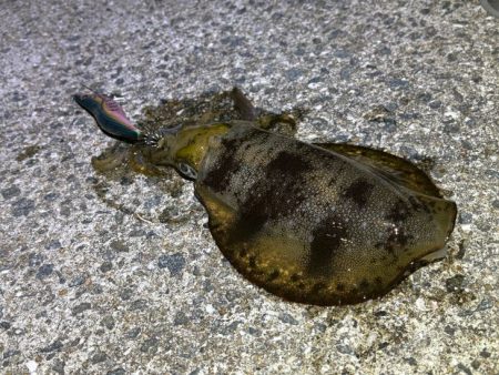 爆風の中苦手なナイトエギングで良型アオリイカゲット♪