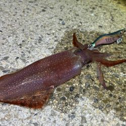 ナイトエギングでケンサキイカだけ｜ショアジギング調査はまた撃沈！