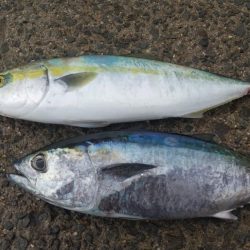 ショアジギング