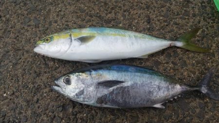 ショアジギング