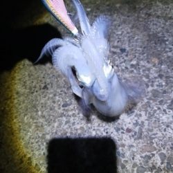 ナイトエギング