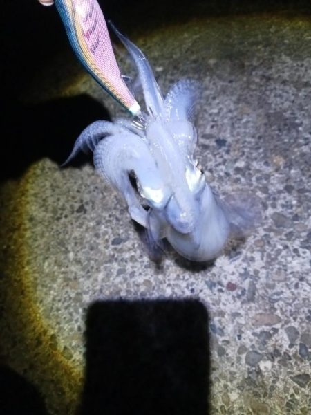 ナイトエギング