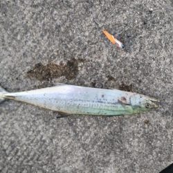 秋が近づいてきたかな