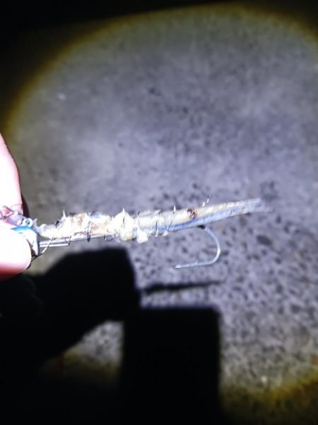 久しぶりのタチウオ