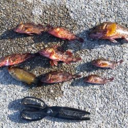 ガシラってカサゴ?