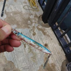 エソしか釣れん!