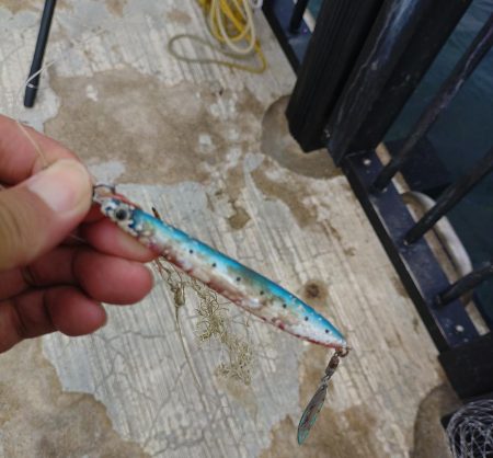 エソしか釣れん!