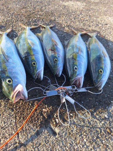 青物釣行