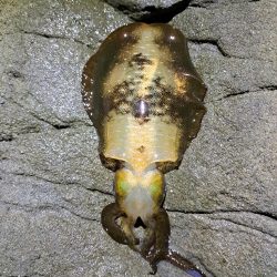 2024　4回目エギング