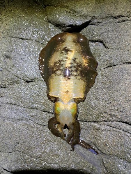 2024　4回目エギング