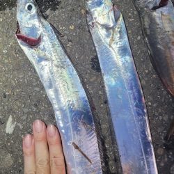 10月1週目のタチウオ