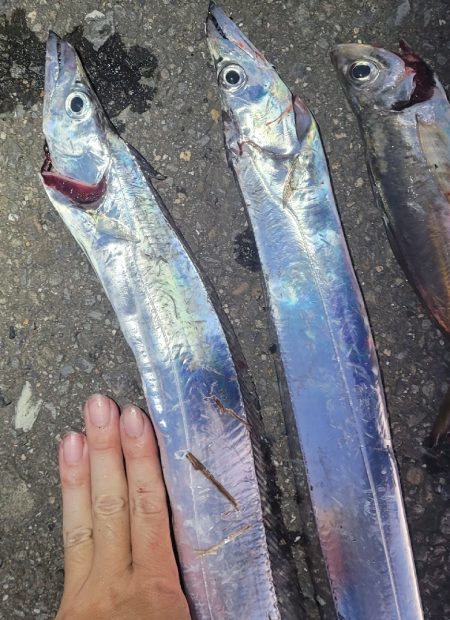 10月1週目のタチウオ