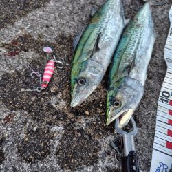 ムコイチ祭り会場は？