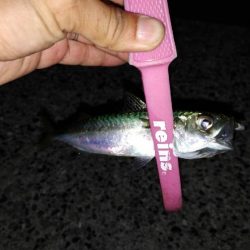 ちょっとサイズアップ?