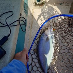 イカ釣りとタイラバ