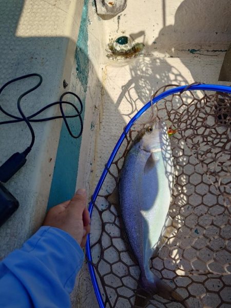 イカ釣りとタイラバ