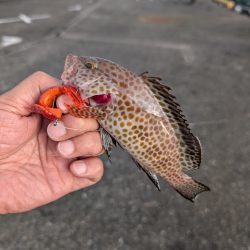 陸っぱり釣行記
