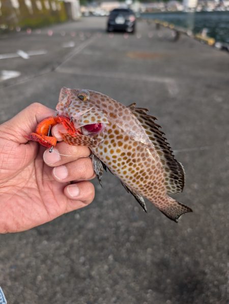 陸っぱり釣行記