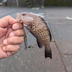 陸っぱり釣行記