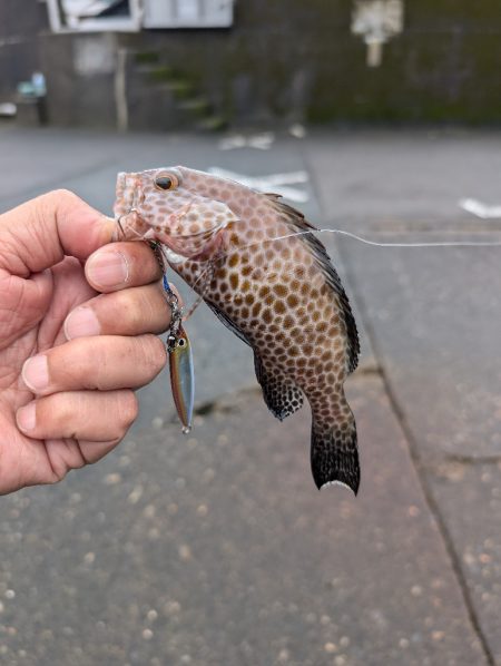 陸っぱり釣行記