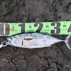 スマガツオ釣れました!