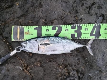 スマガツオ釣れました!