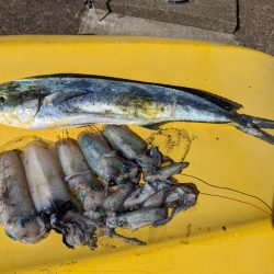 メーターシイラと烏賊