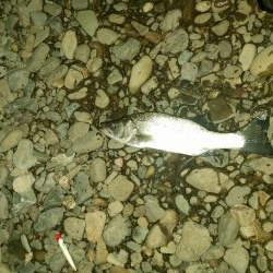 雨後増水を狙って