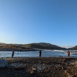 古平川サケ上がる！？