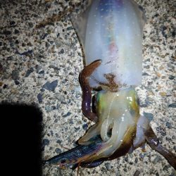 久しぶりのイカ