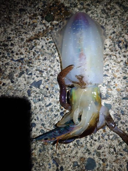 久しぶりのイカ