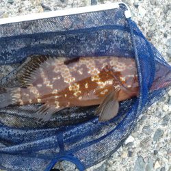 障泥1杯!尺キジハタ!