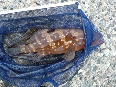 障泥1杯!尺キジハタ!