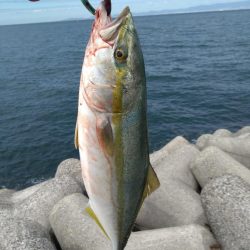 なんとかハマチ1本！