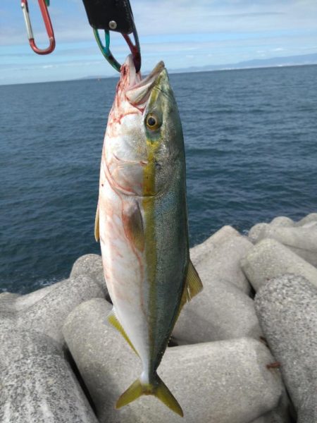 なんとかハマチ1本！