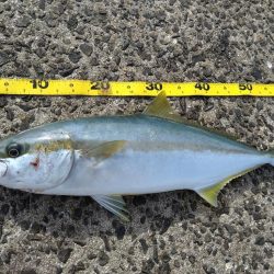 久しぶりの釣行でまさかのヒラマサげっと!