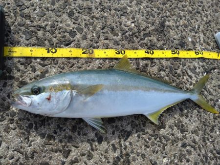 久しぶりの釣行でまさかのヒラマサげっと!