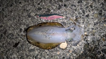 アオリイカ　釣れない