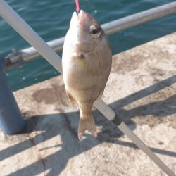 舞鶴親海公園での五目釣り