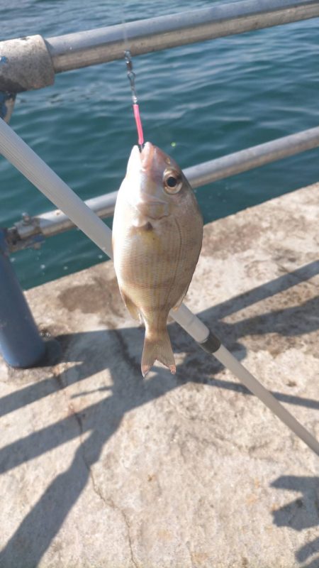 舞鶴親海公園での五目釣り