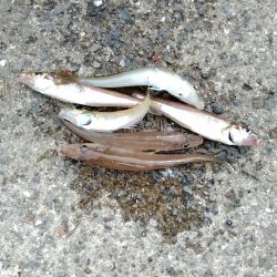 釣果情報に踊らされて〜キス